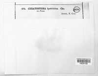 Ceratostoma hystricina image